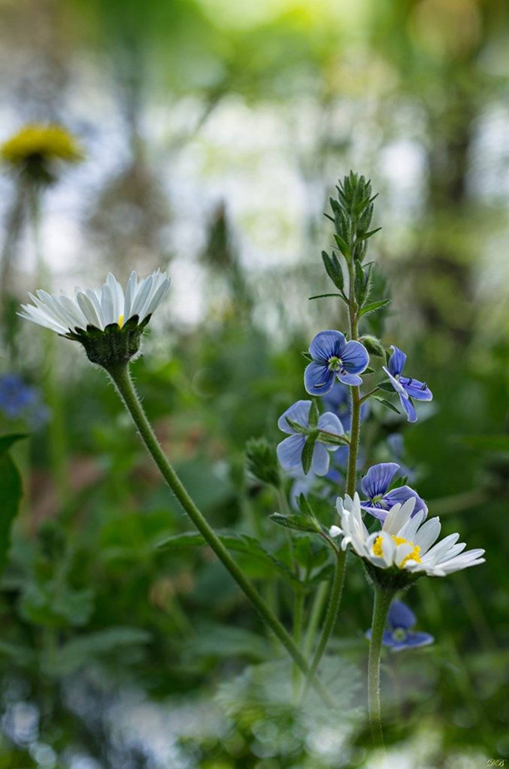bokeh, blue, close-up, color, colors, color image, flower, flowers, green, image, macro, nature, photography, white,, Dr Didi Baev