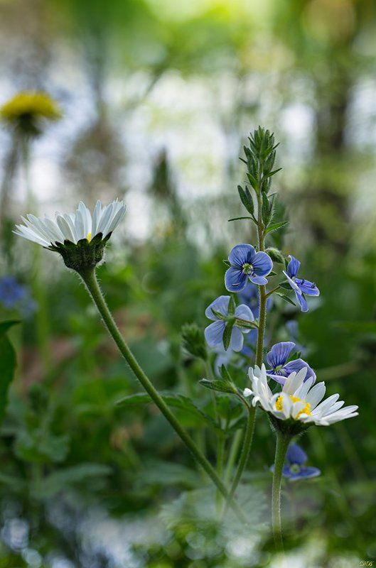 bokeh, blue, close-up, color, colors, color image, flower, flowers, green, image, macro, nature, photography, white, Spring Medley фото превью