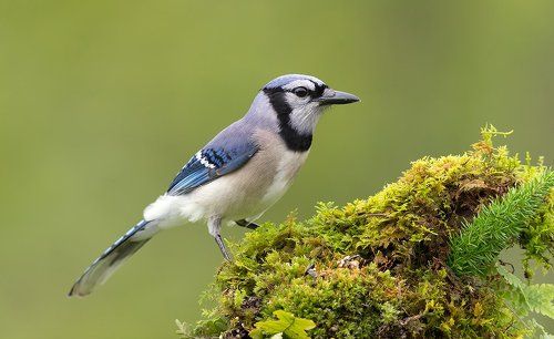 Голубая сойка - Blue Jay