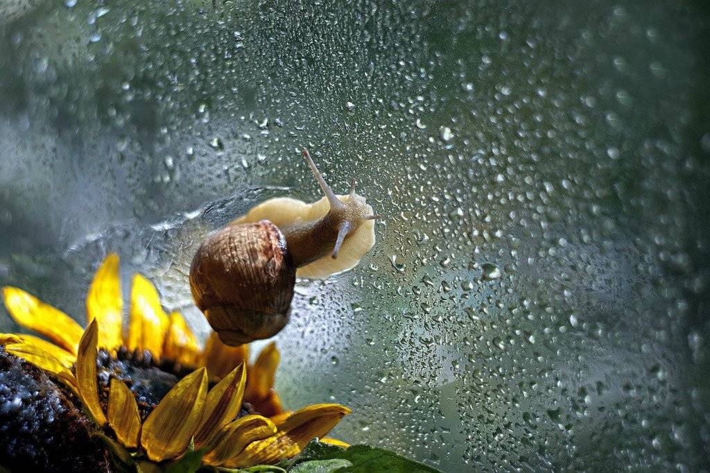 улитка,макро,взгляд,, Марина Соколова