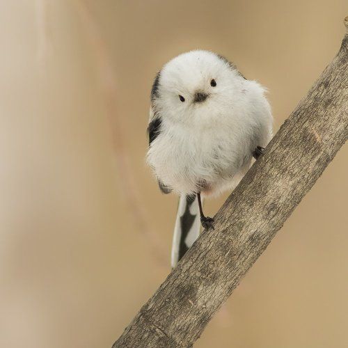 Ополовник