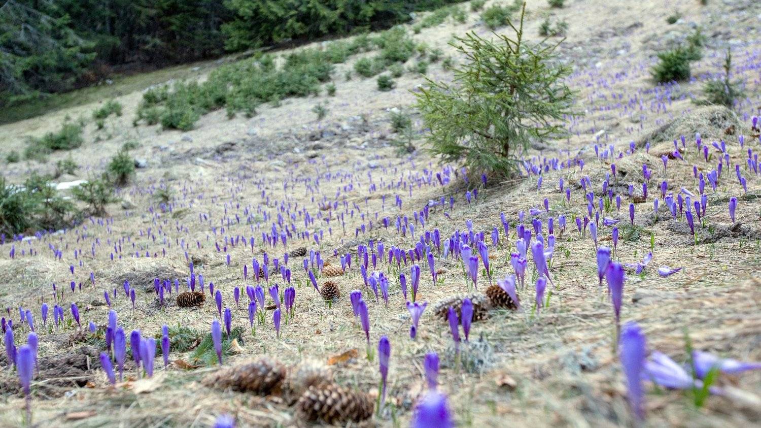 spring,nature,flower,colors,retezat,, Marius Turc