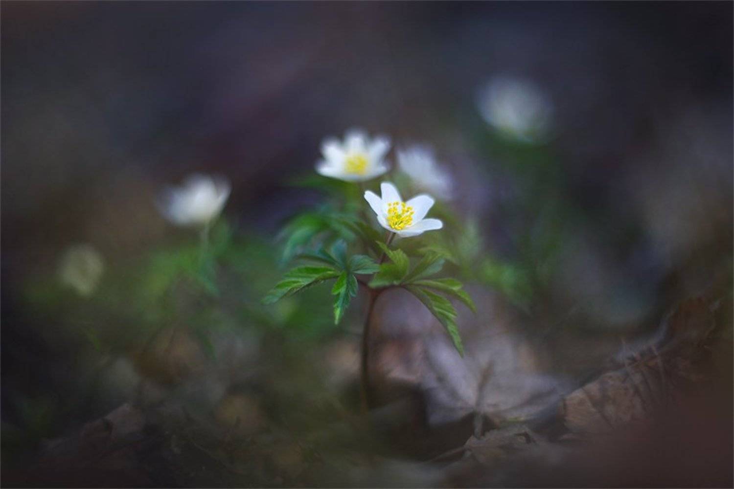 , Наталья Ова