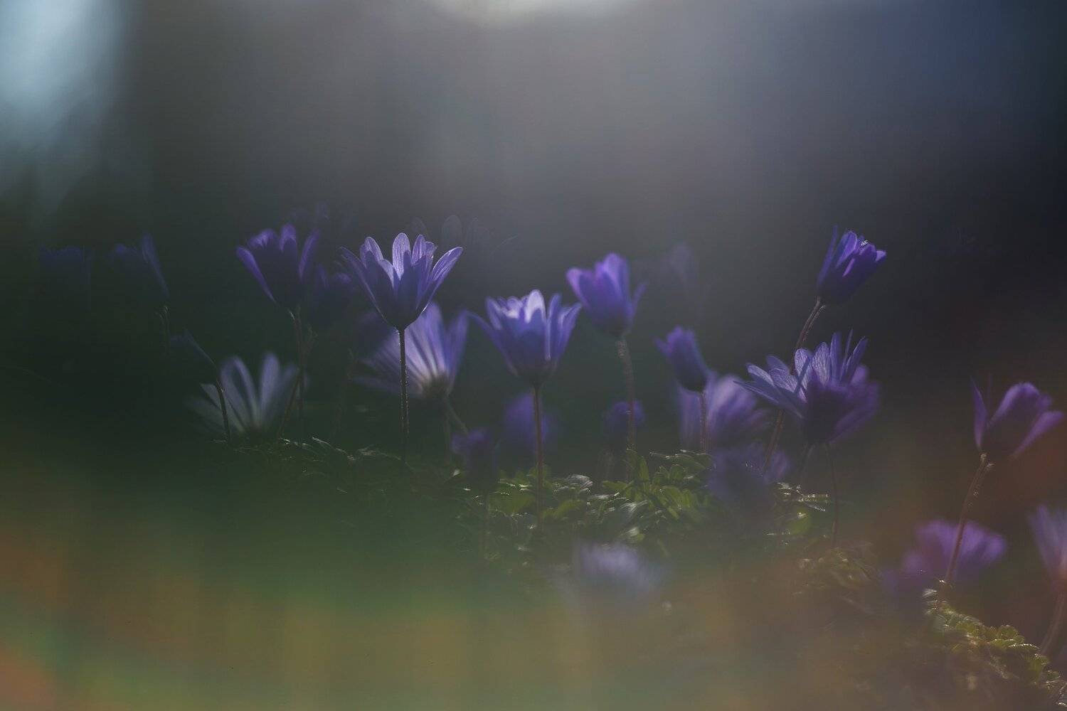 , Инна Сухова