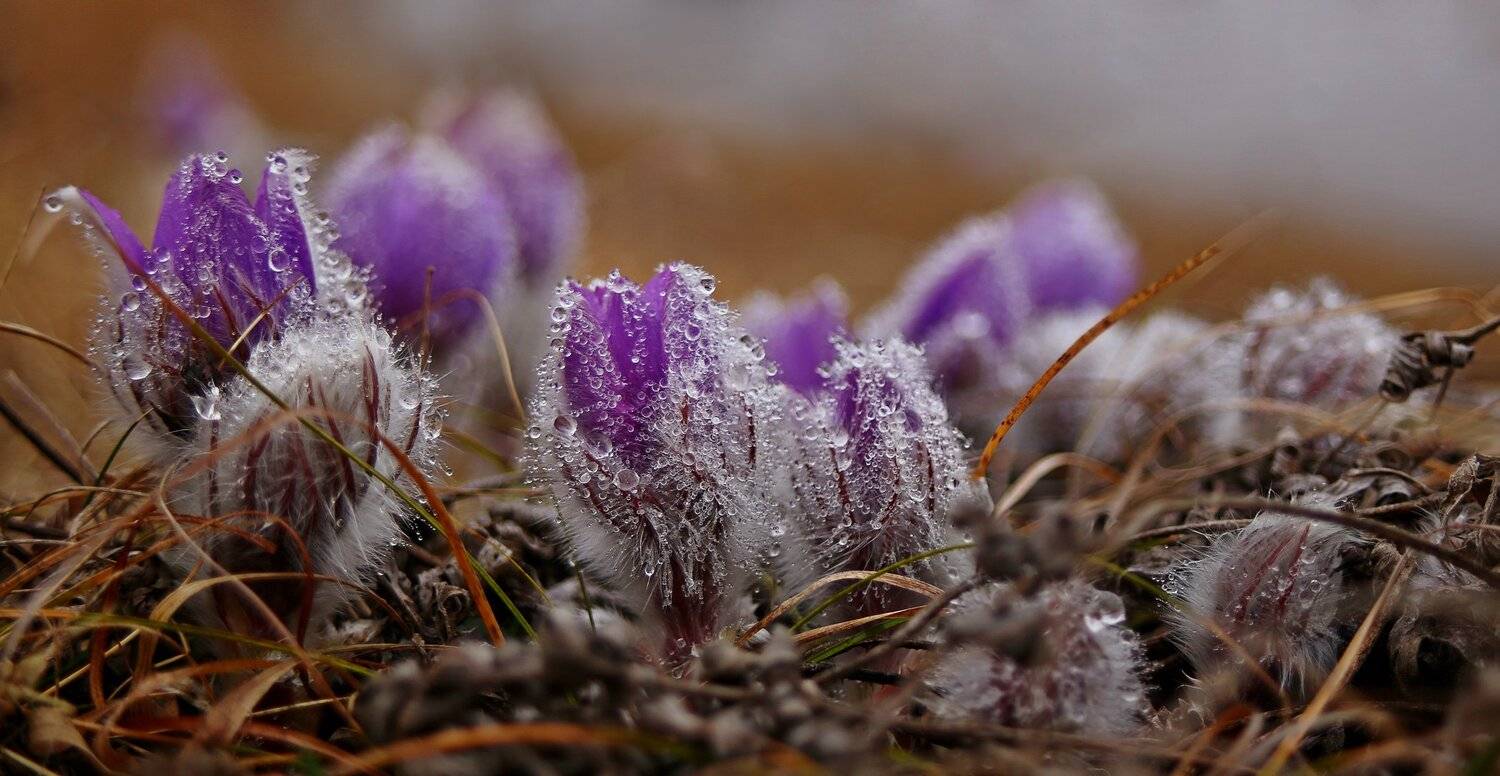 сон-трава,капли,роса,фиолетовый,цветок,макро,трава,желтый,первоцвет,крым,цветы,природа, Elena Pakhalyuk