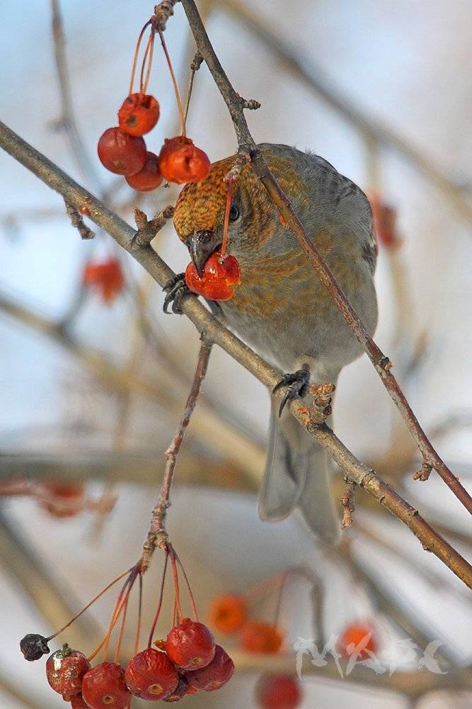 животные птицы щур весна, Шангареев Марс