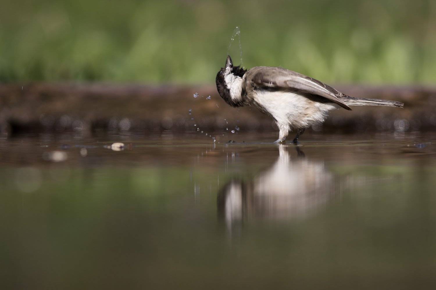 , Desislava Todorova