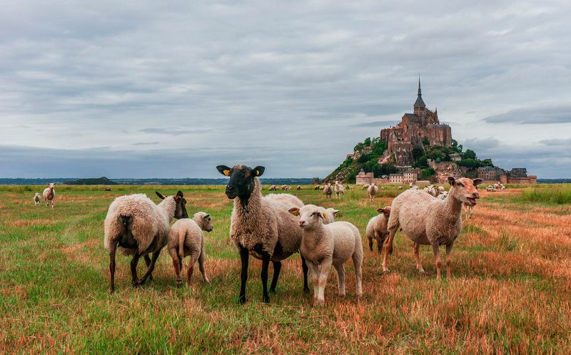 Mont Sen Michel и барашки  фото превью