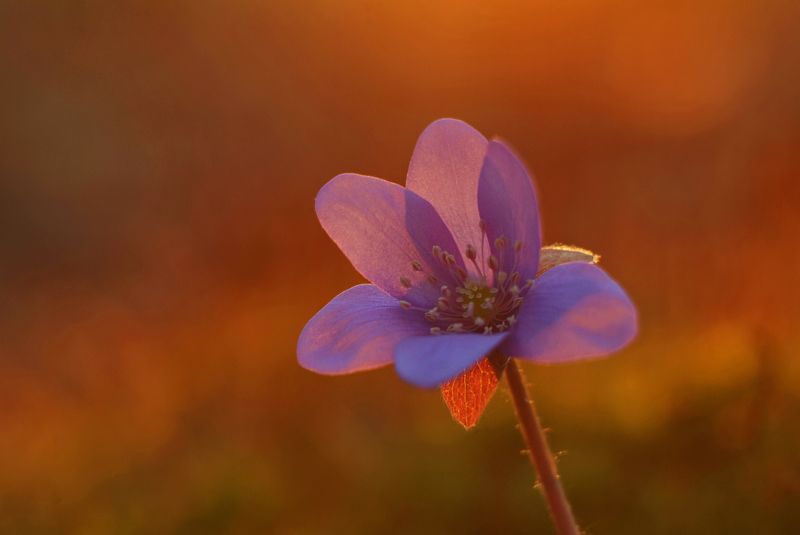В закатном цвете фото превью