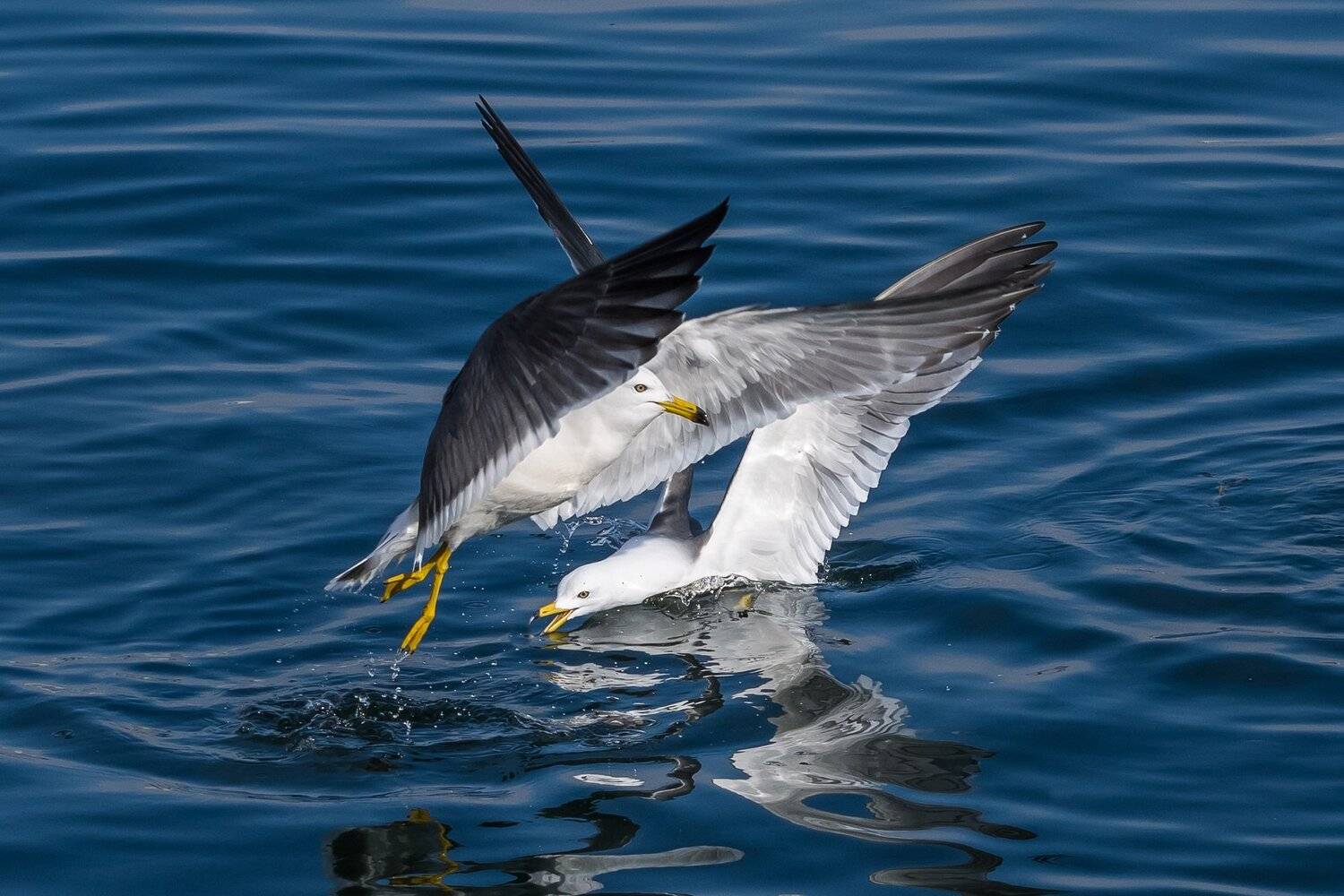 , Шинкарева Елена