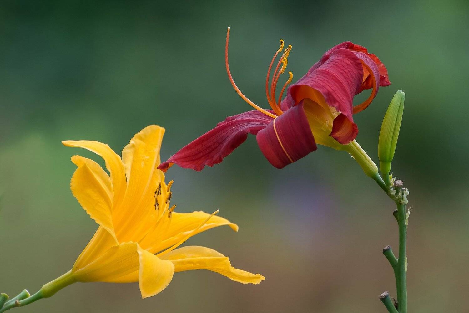 , Шинкарева Елена