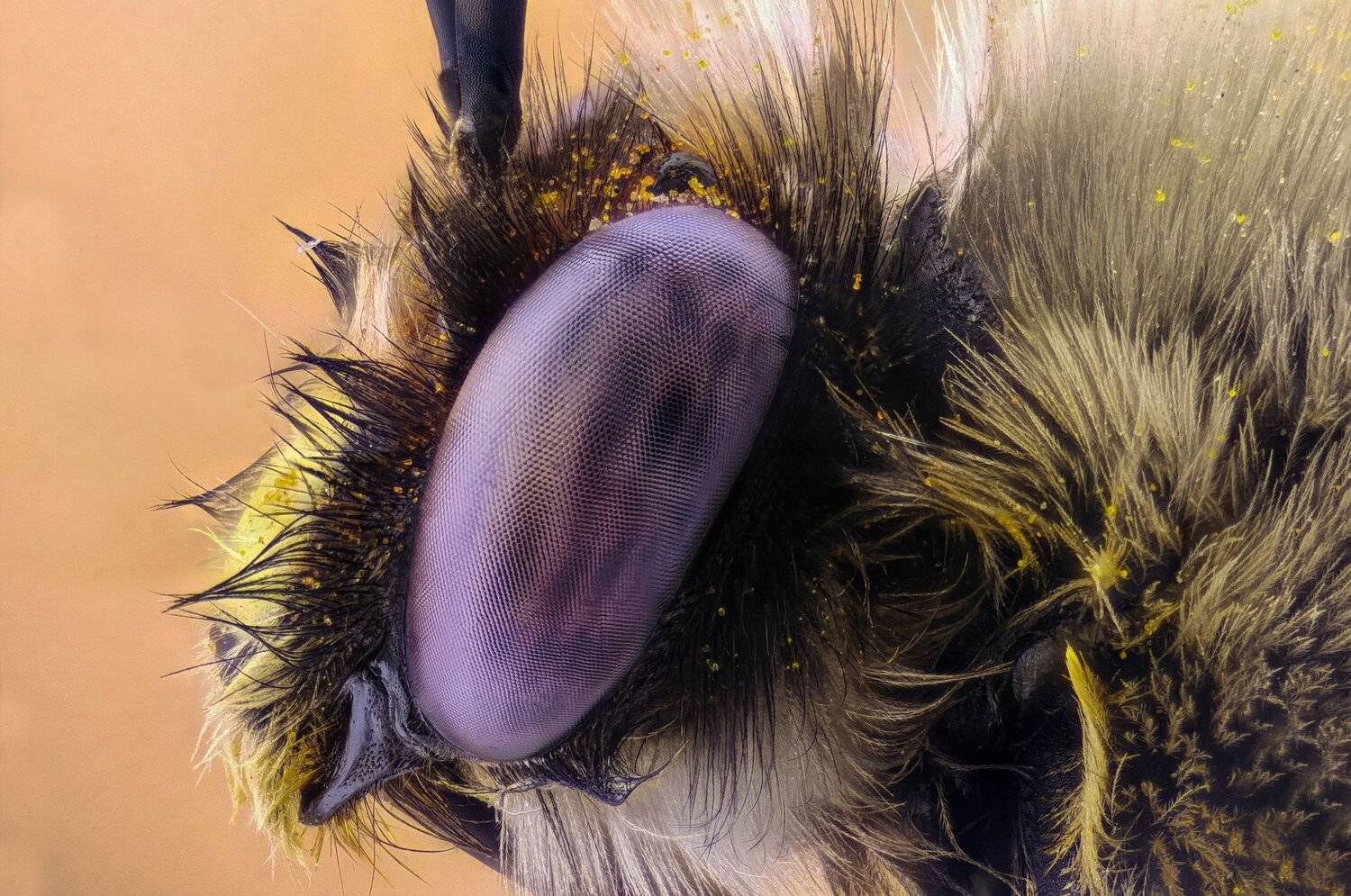 ceclii,macro,lgg4, extremmacro,  макро, Tsvetan Ganev