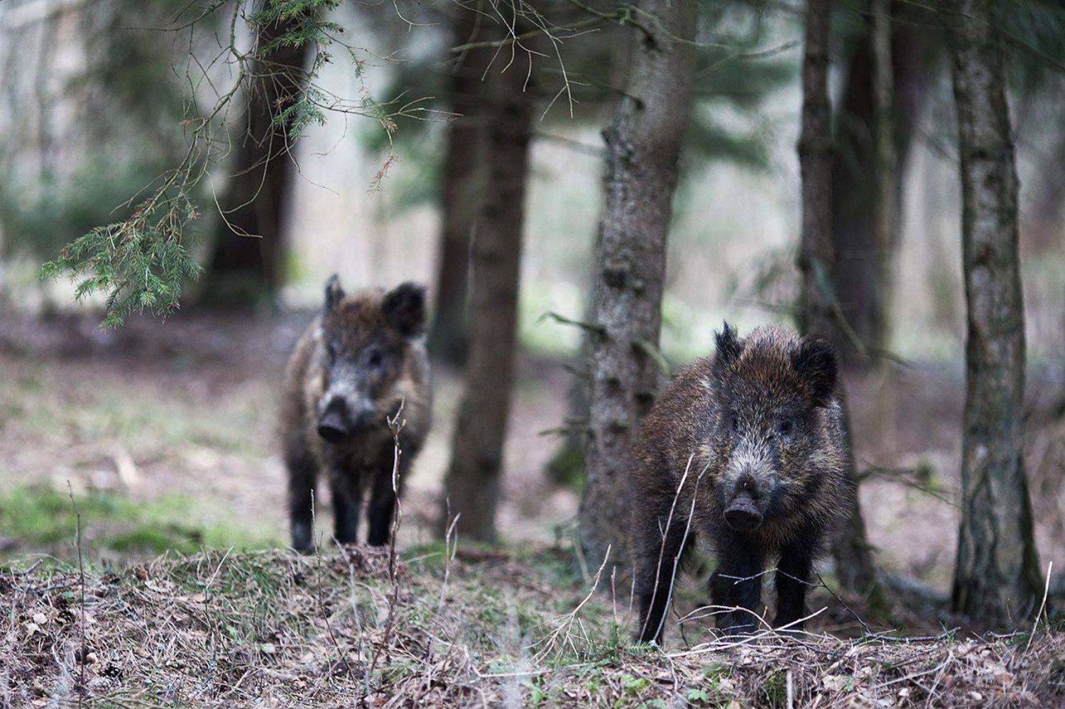 , Алексей Шамашов