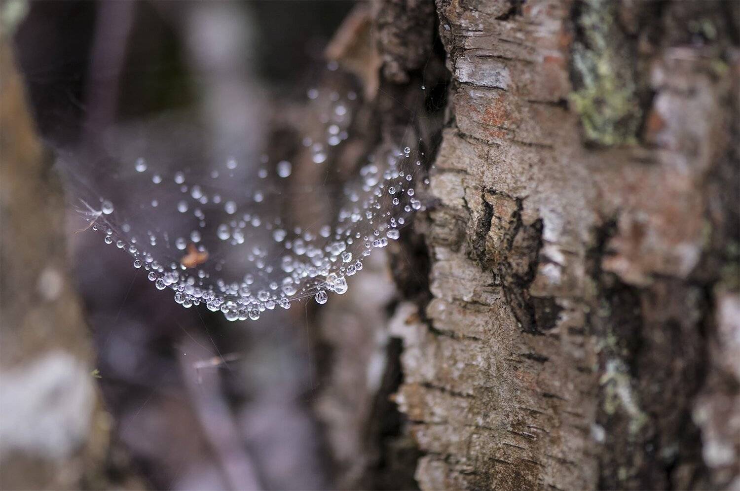rain drops, birch, tree, Daiva Cirtautė