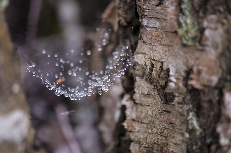 rain drops, birch, tree Silver Rain Lullaby фото превью