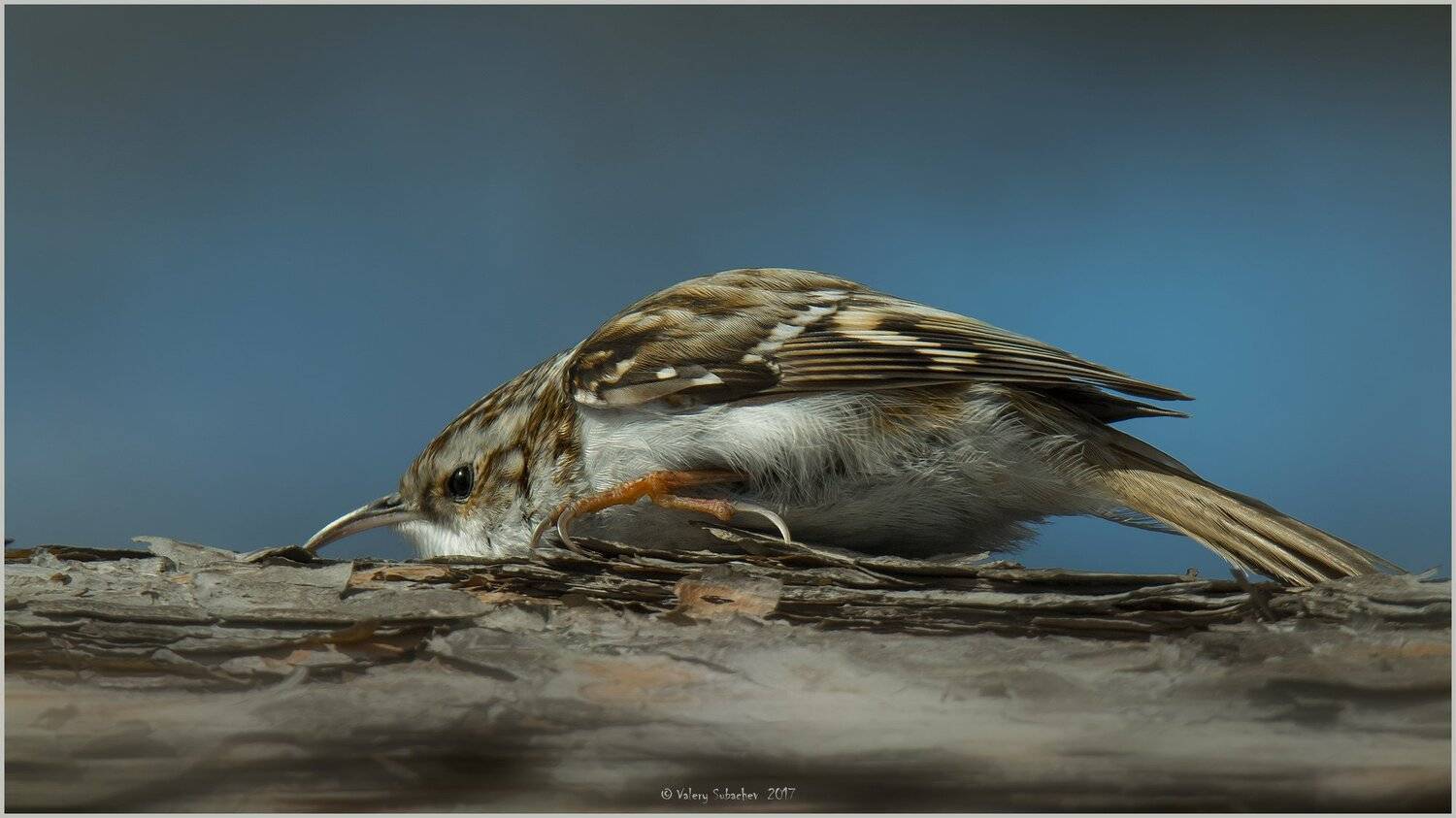 , Валерий Субачев