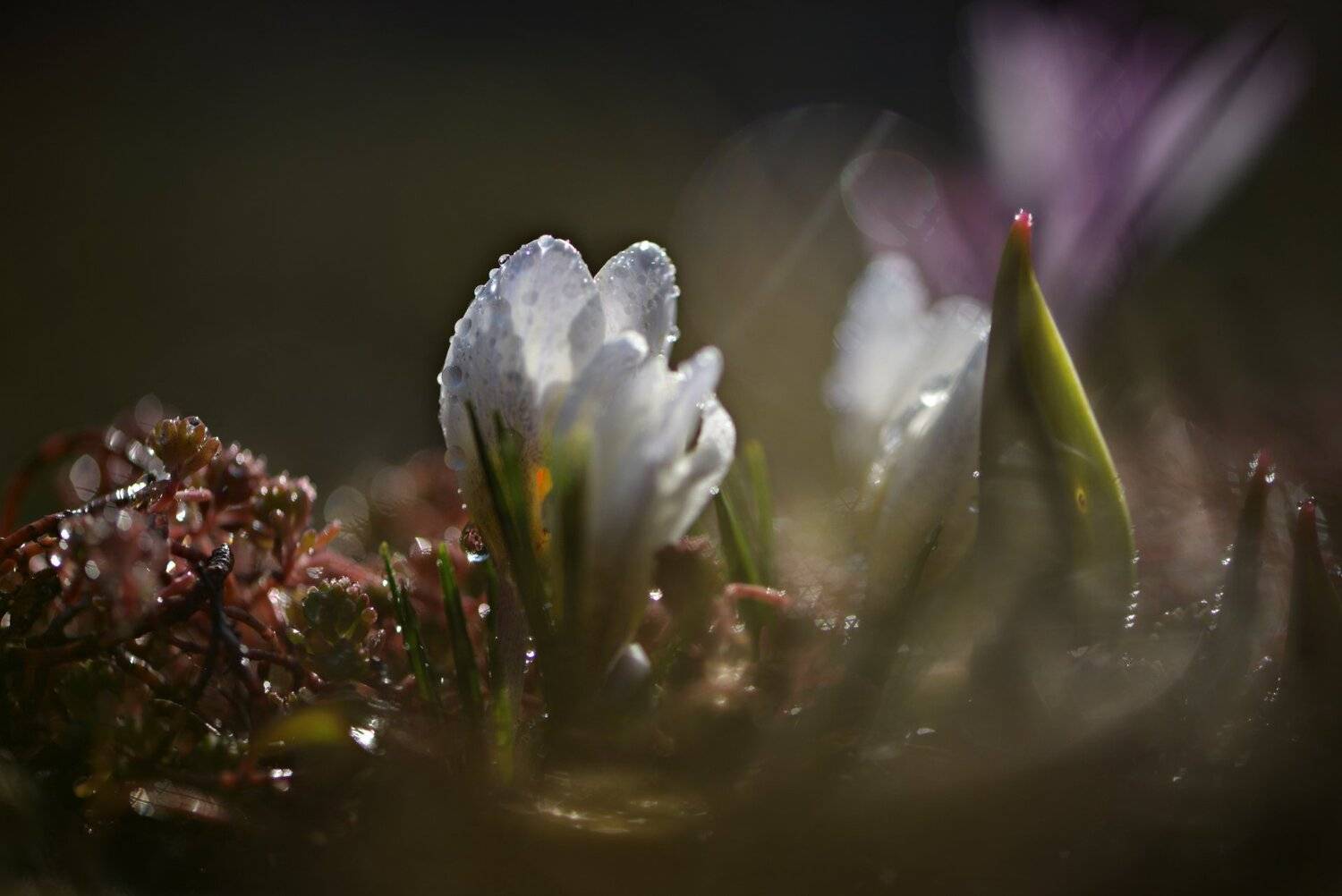 природа, макро, весна, цветы, крокус,, Неля Рачкова