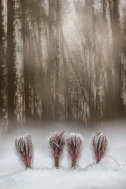 Гномы фото превью