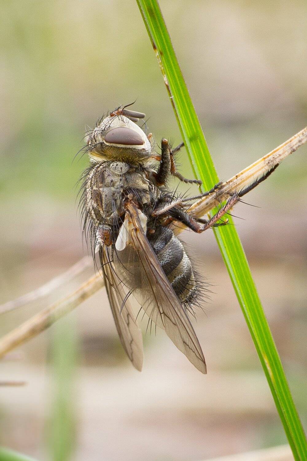 муха, жук, крылья, лист, хобот, свет, Юрий Котов