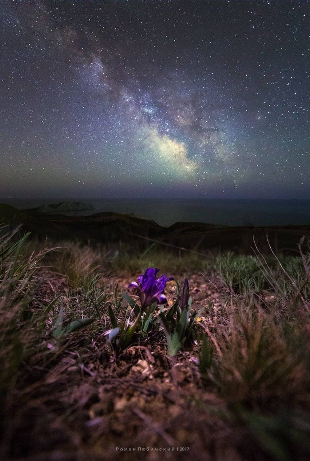 крым, весна, россия, цветок, пейзаж, роман любимский, млечный путь, первоцвет, хамелеон, море, звезды, ночь, Роман Любимский