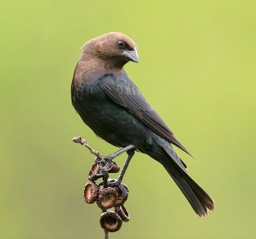 Буроголовый коровий трупиал - Brown-headed Cowbird