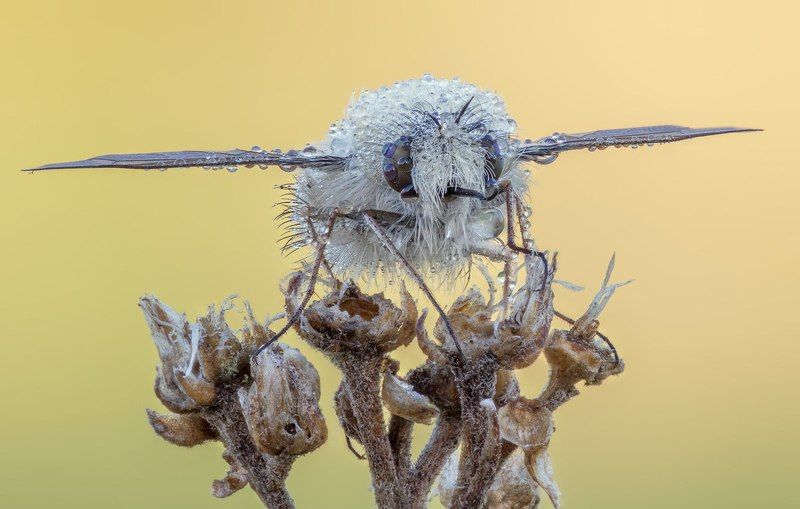 Bombylius minor Linnaeus фото превью
