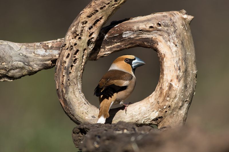 Я нахожусь в кругу фото превью
