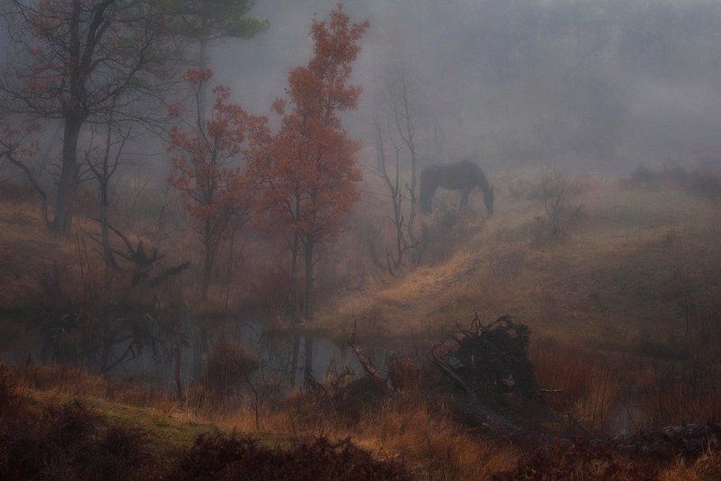 У леса. фото превью