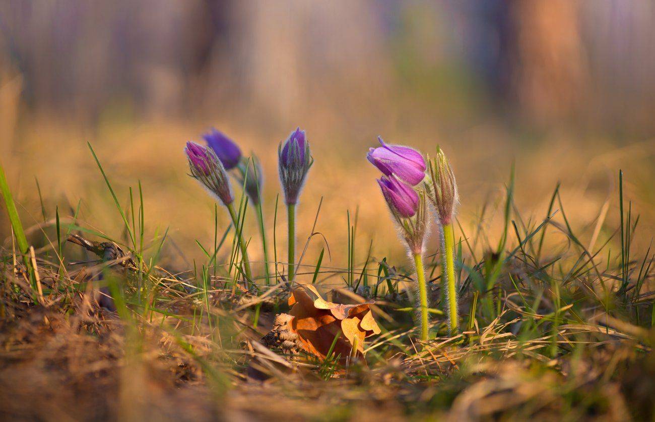 сон-трава, утро, рассвет, лес, Галанзовская Оксана