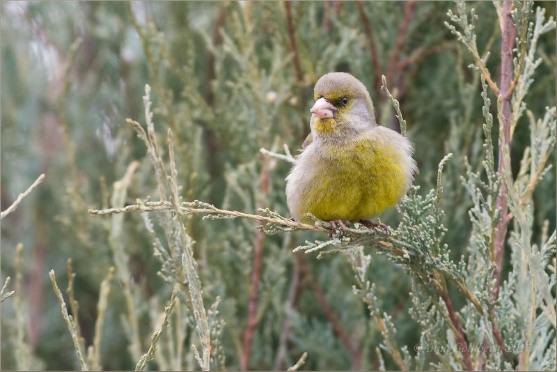 птицы, природа, carduelis chloris, european greenfinch, зеленушка, самец, весна, март, 2017, москва, гбс Управляющий фото превью