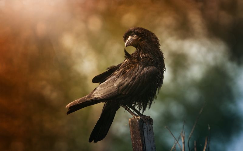 Так-то я грозен ..., просто настроение хорошее фото превью