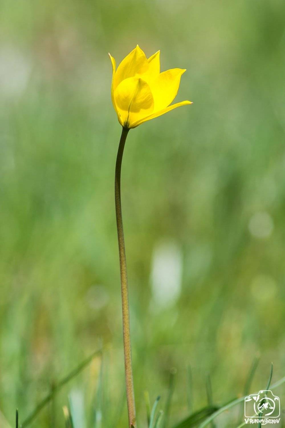 весна, цветы, полевые цветы, актовкий каньон, Рукомойников Валентин
