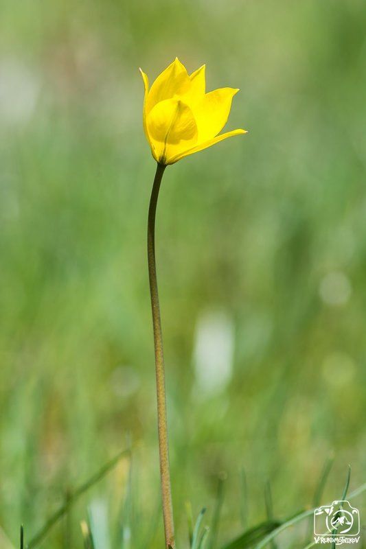 весна, цветы, полевые цветы, актовкий каньон Актовский тюльпан фото превью