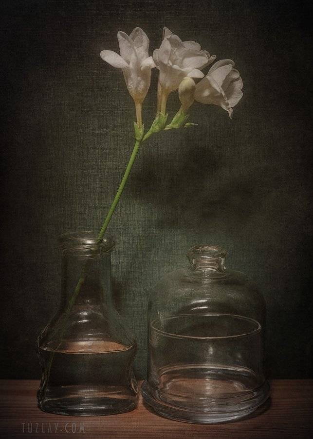 фрезия, цветок, Владимир Тузлай