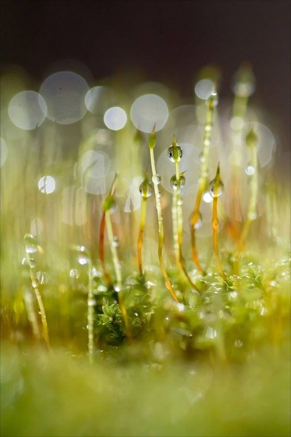 , Шинкарева Елена