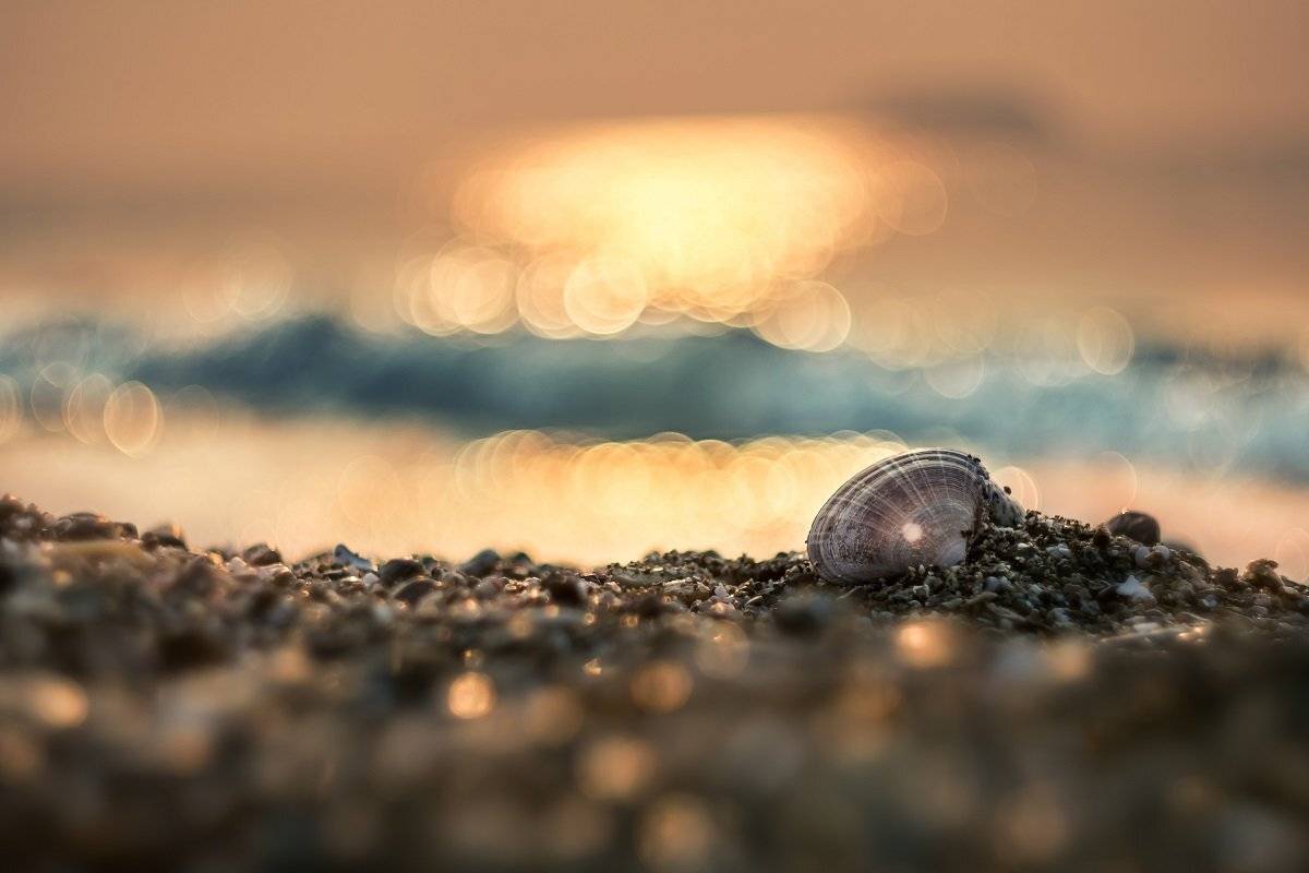 , Шинкарева Елена