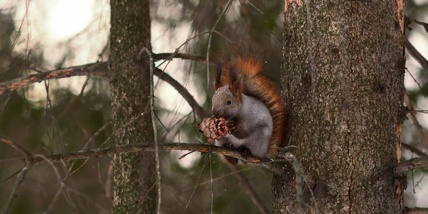 белка, животные, природа, весна, Цвелёв Дмитрий