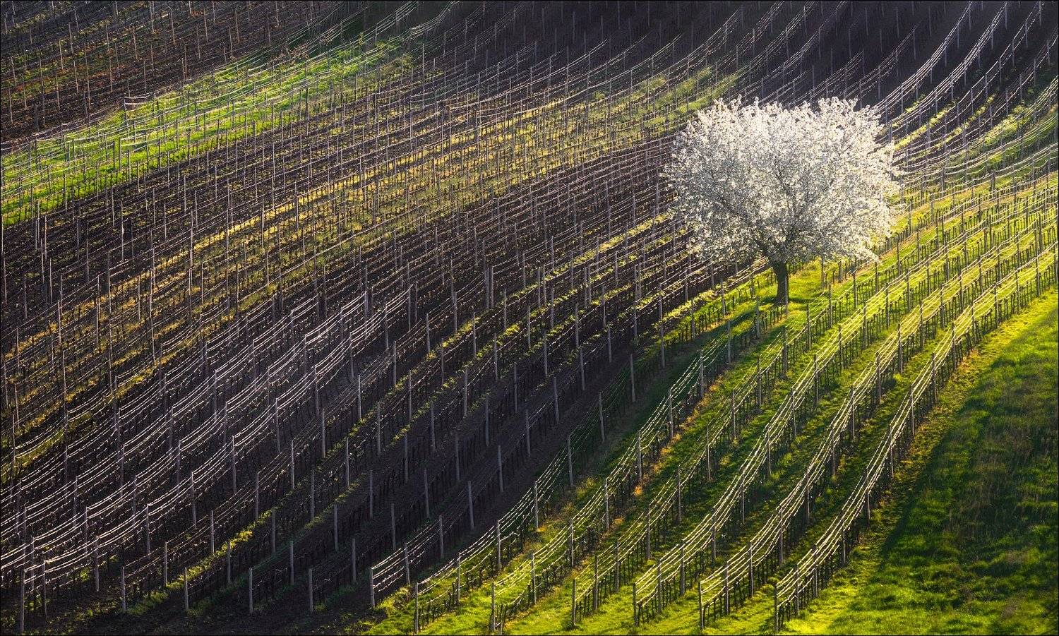 чехия, южная моравия, весна, нити, струны, линии, ритм, south moravian, czech, strings, spring, вино, виноградник, формы, свет, Влад Соколовский