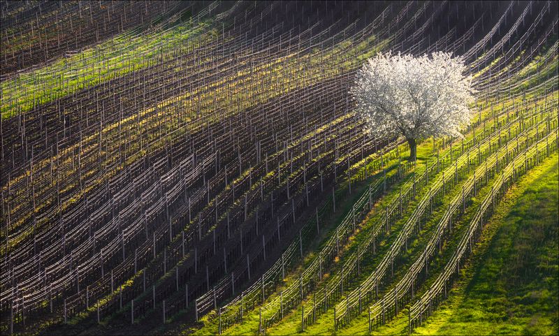 чехия, южная моравия, весна, нити, струны, линии, ритм, south moravian, czech, strings, spring, вино, виноградник, формы, свет Нити - струны ... фото превью