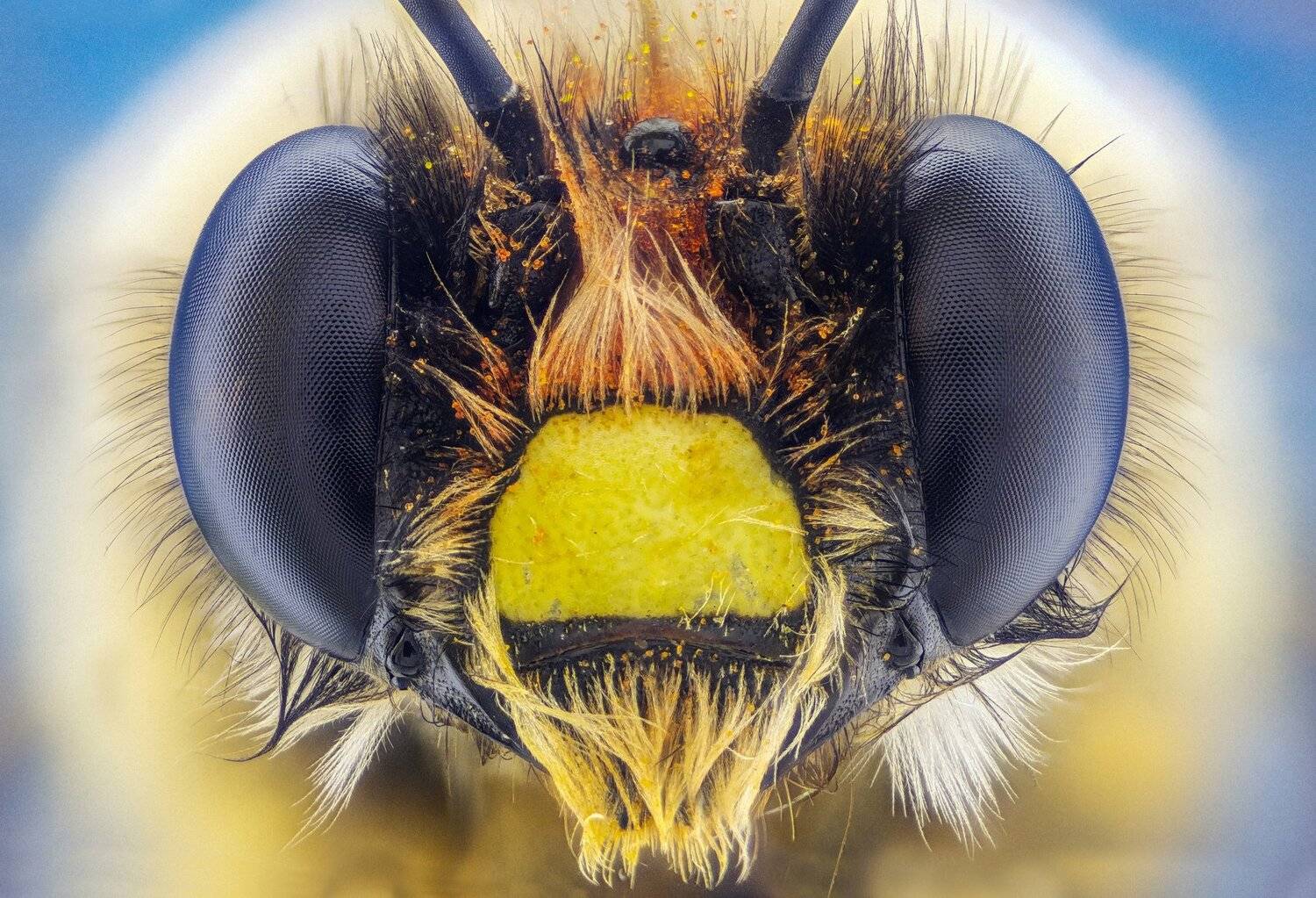 ceclii,macro,lgg4, extremmacro,  макро, Tsvetan Ganev