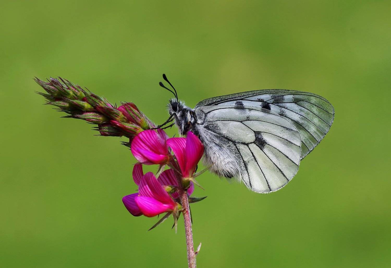 animal,nature,macro,butterfly,flower, Savas Sener