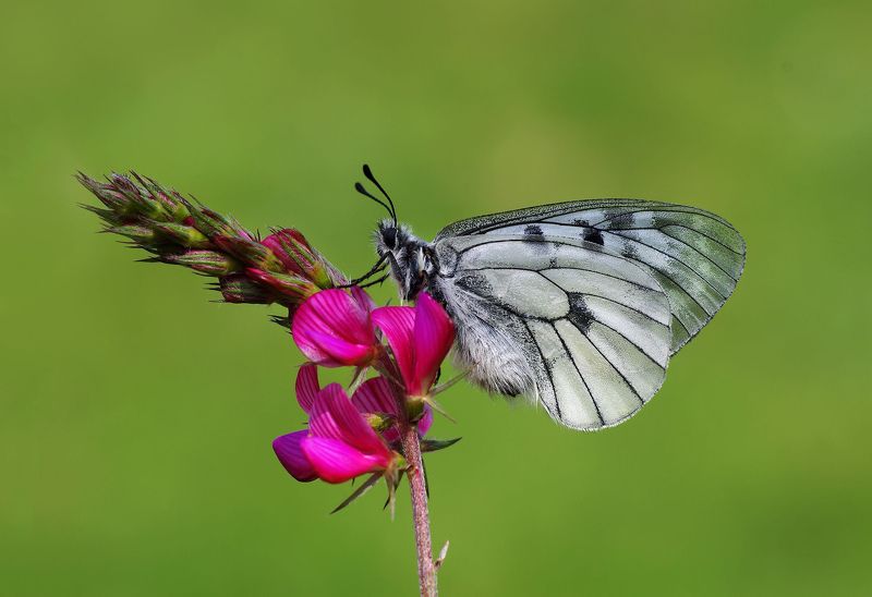animal,nature,macro,butterfly,flower Clouded Apollo фото превью