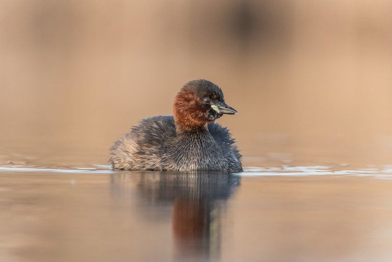 grebe, bird, little grebe, Birder\'s Corner Little grebe фото превью