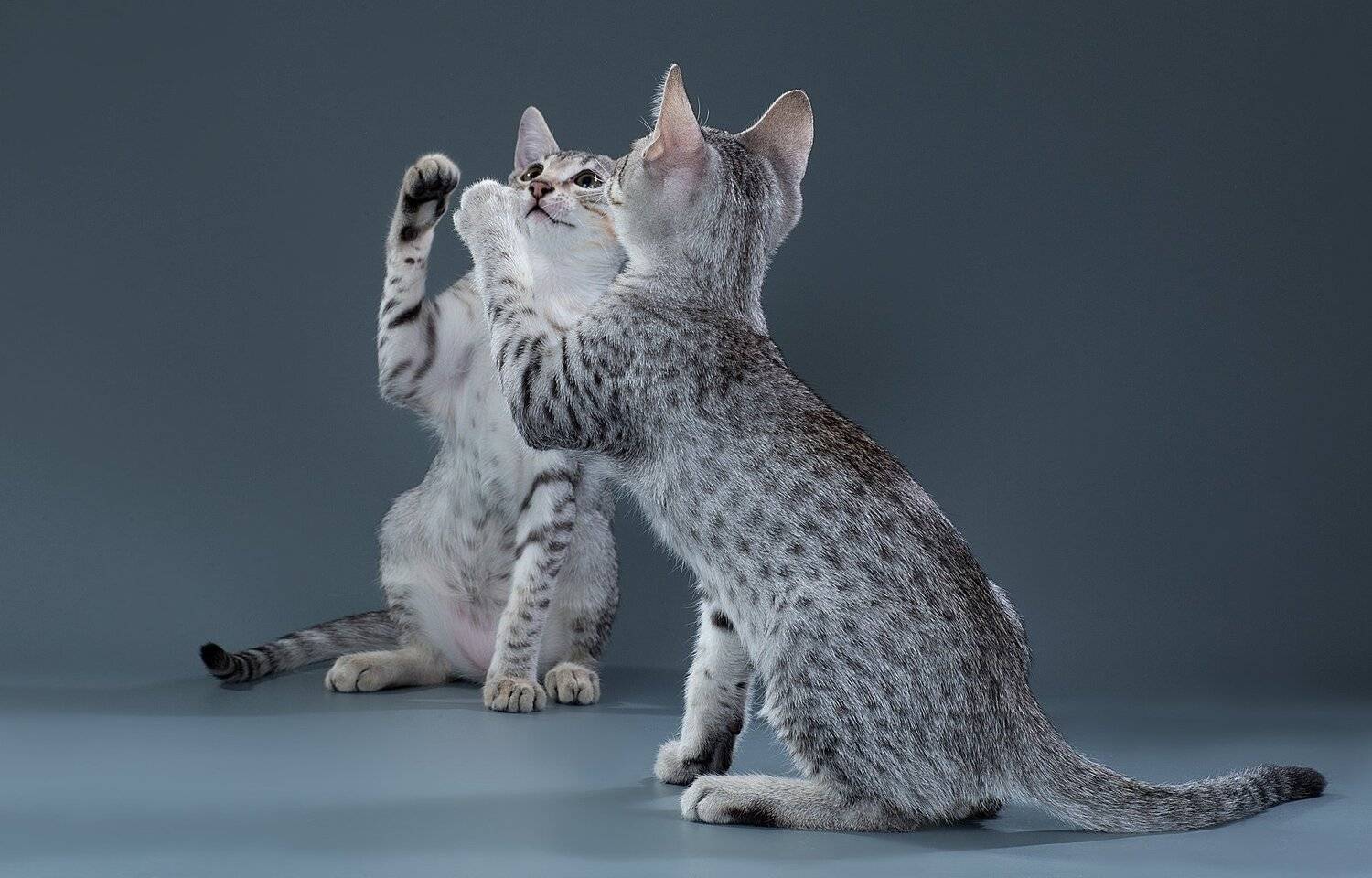 котята, мау, студия, серые, Светлана Писарева