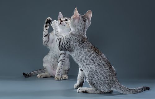 У зеркала два лица:))))