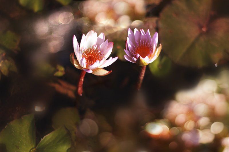 Навстречу солнцу фото превью