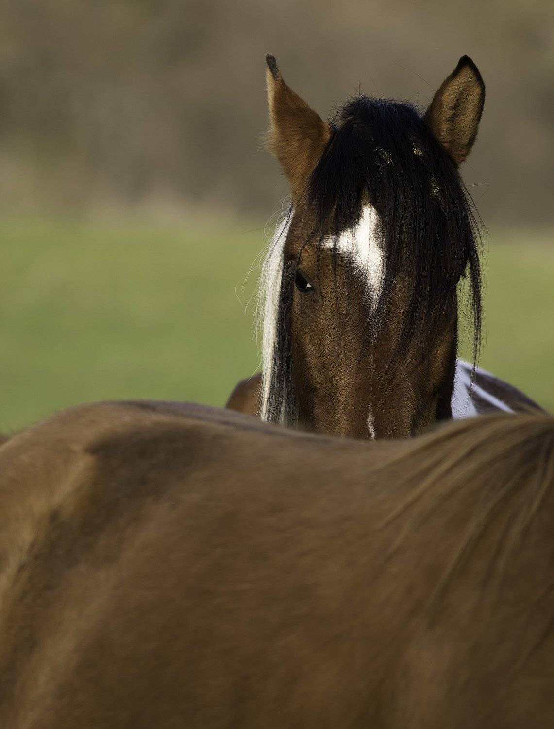 , Desislava Todorova