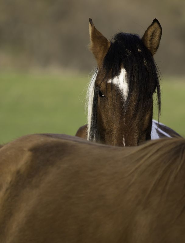 дикие лошади фото превью