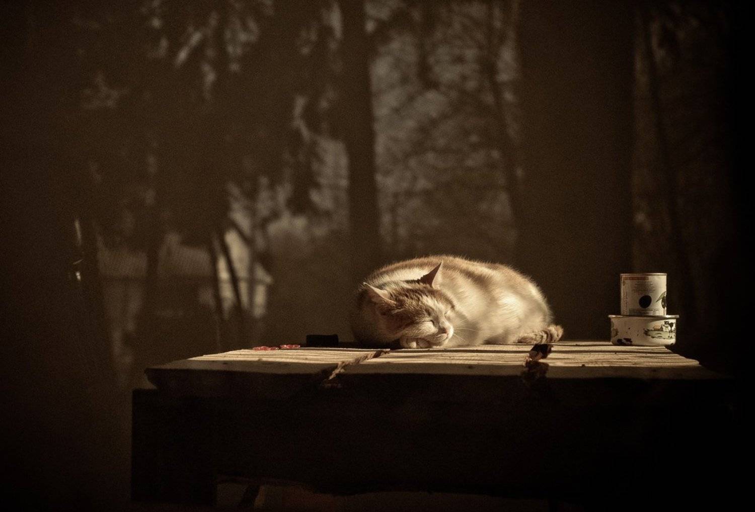 , Талинка Иванова