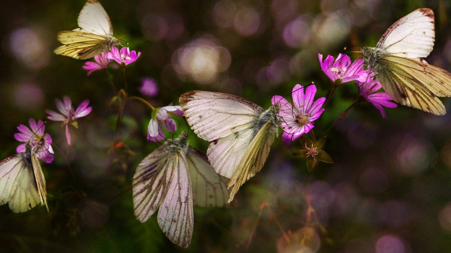 ceclii,macro,lgg4, Tsvetan Ganev